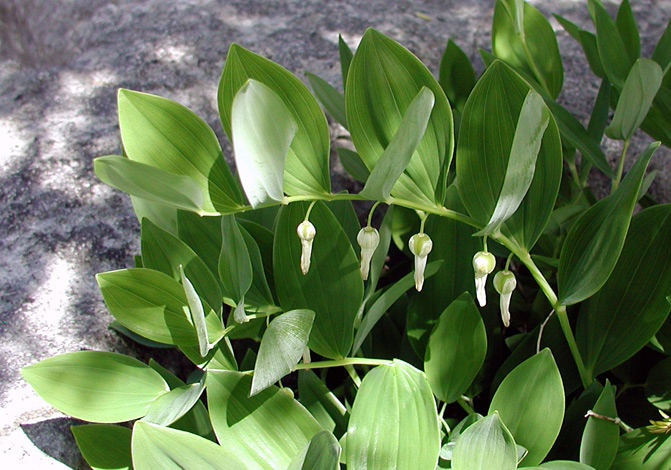 Polygonatum odoratum