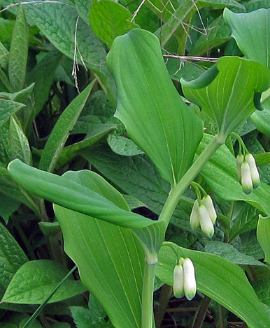 Polygonatum x hybridum close