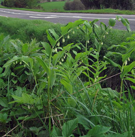 Polygonatum x hybridum whole