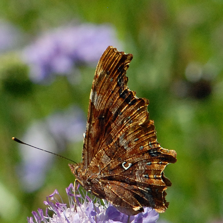 Expandable thumbnail index: Butterflies and Moths in English names ...