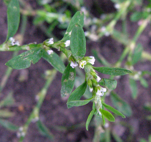 polygonum arenastrum