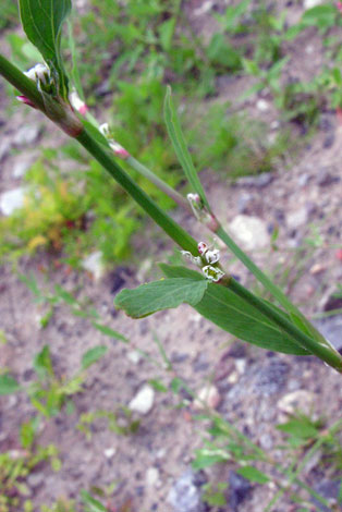 polygonum aviculare