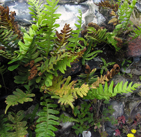 Polypodium interjectum