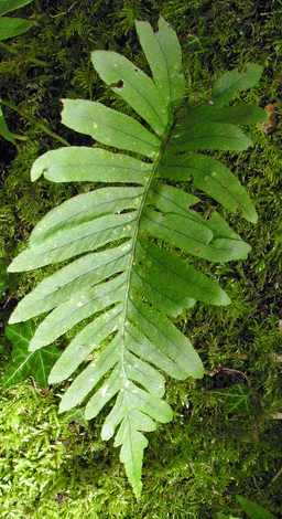 Polypodium vulgare close