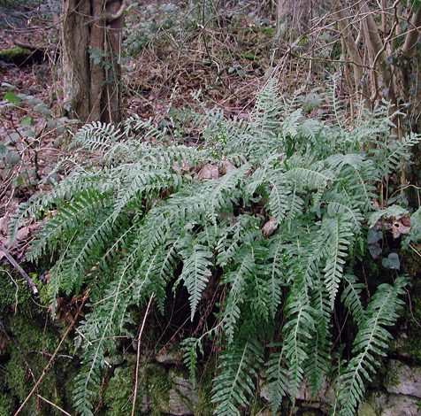 Polypodium vulgare whole