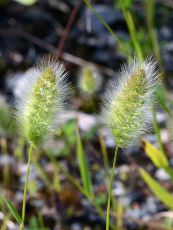 Polypogon monspeliensis close