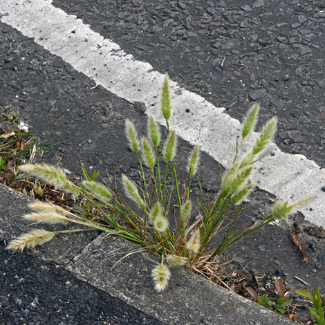 Polypogon monspeliensis whole 1