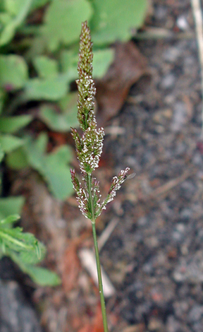Polypgon viridis flower