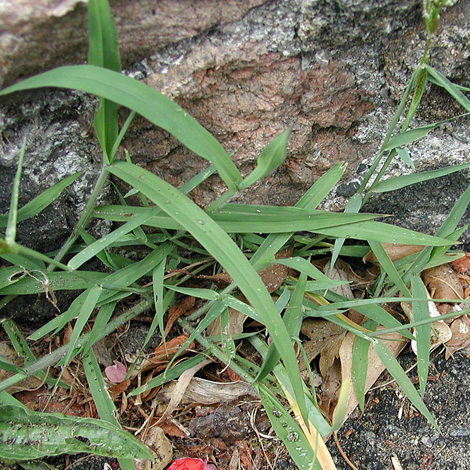 Polypgon viridis leaf