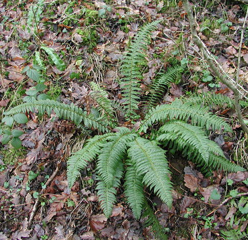 Polystichum aculeatum whole