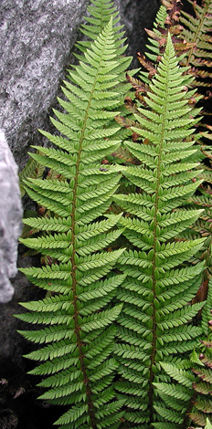 Polystichum aculeatum close