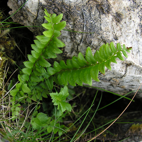 Polystichum lonchitis whole