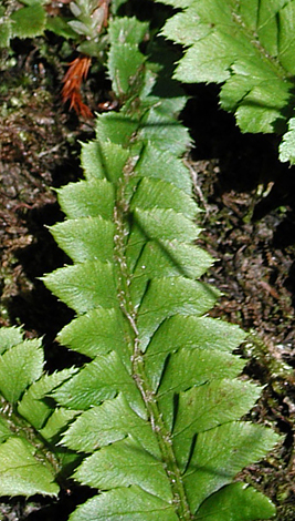 Polystichum lonchitis close