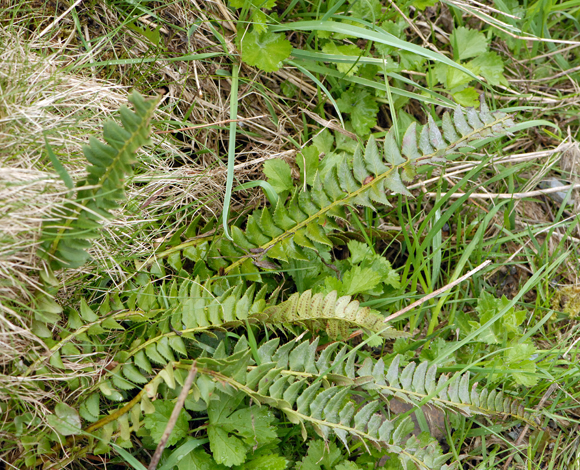 Polystichum lonchitis