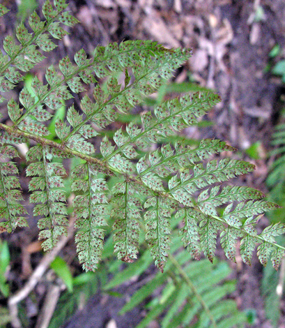 Polystichum setiferm spore