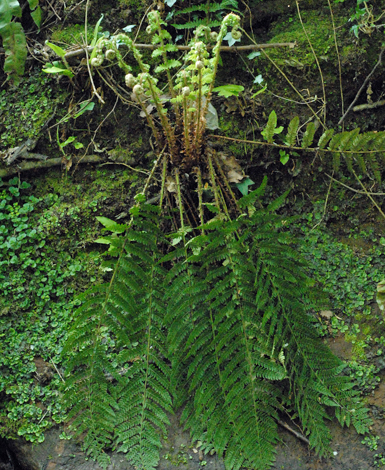 Polystichum setiferm whole