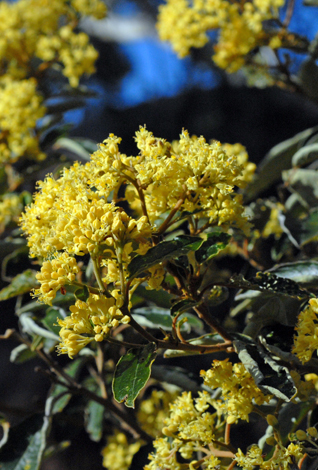 Pomaderris elliptica close