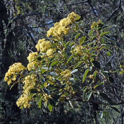 Pomaderris elliptica whole