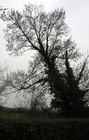 populus nigra tree