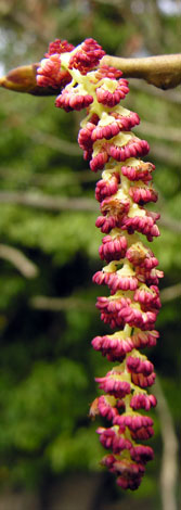 populus nigra tree male catkin