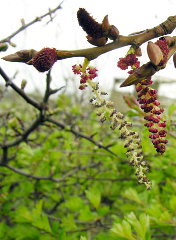 populus nigra catkins various