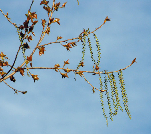 Populus x canadensis