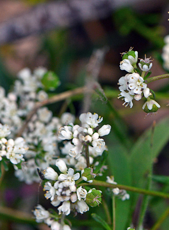 Poranthera huegelii close