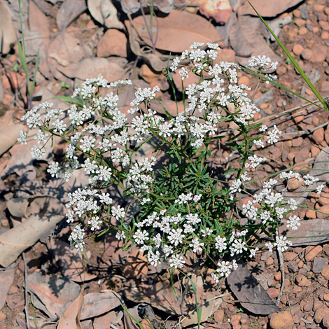 Poranthera huegelii whole