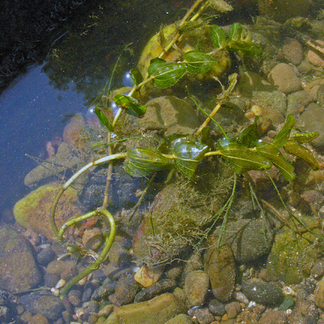 Potamogeton perfoliatus