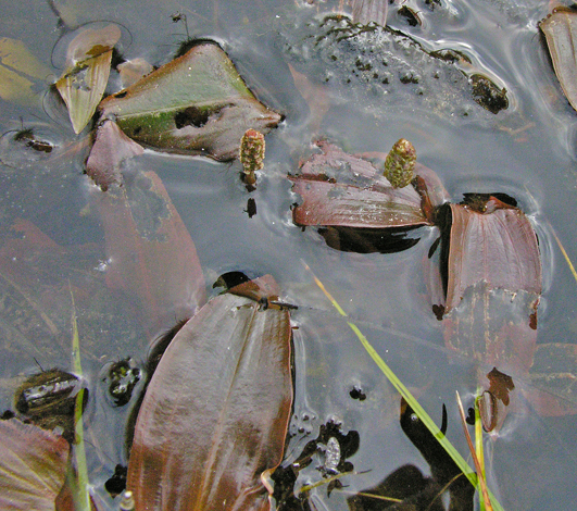 Potamogeton polygonifolius