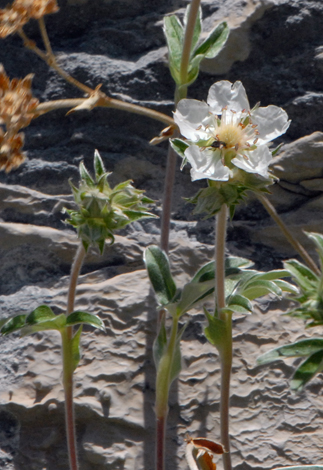 Potentilla alchemilloides close