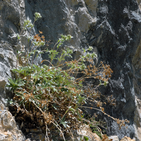 Potentilla alchemilloides whole