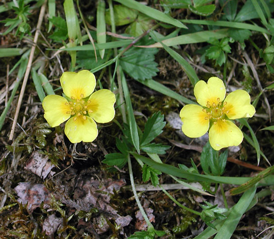 Potentilla anglica