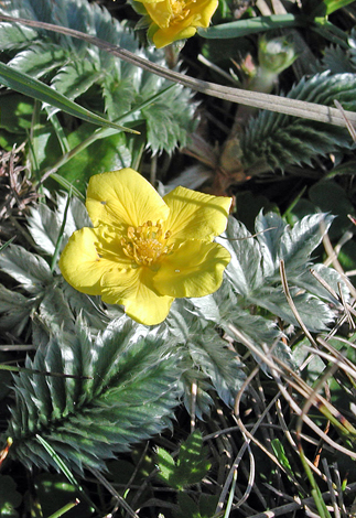 Potentilla anserina close