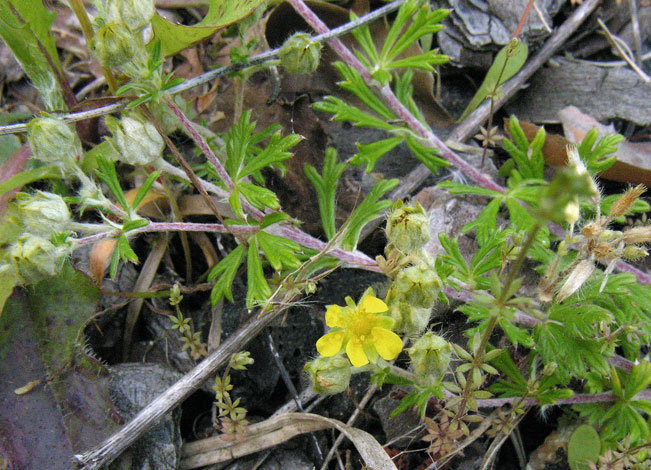 Potentilla argentea