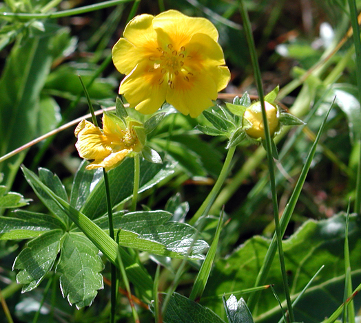 Potentilla aurea whole