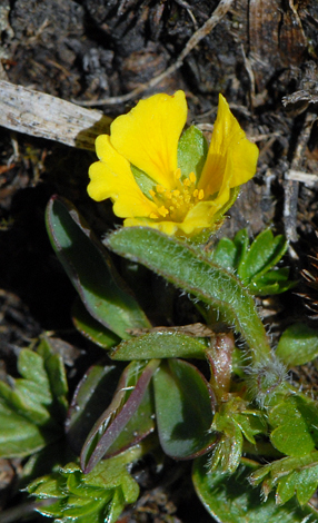 Potentilla brauniana close