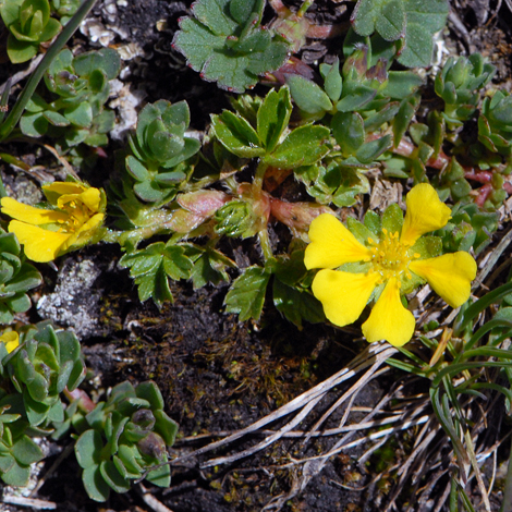 Potentilla brauniana whole