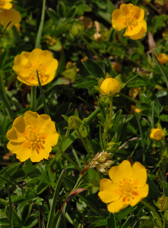 Potentill crantzii close