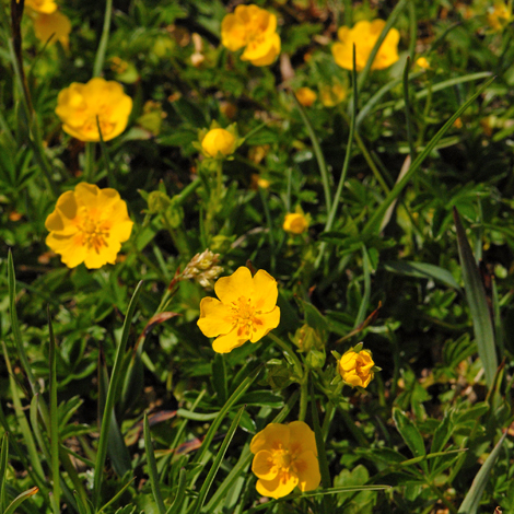 Potentill crantzii whole