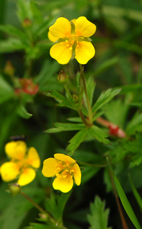 Potentilla erecta close