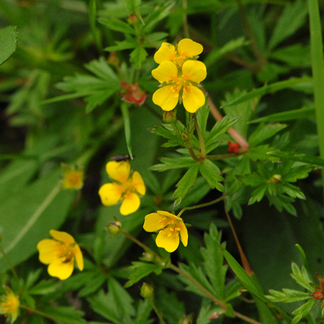 Potentilla erecta whole