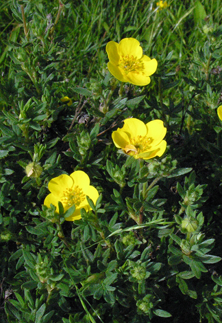 Potentilla fruticosa close