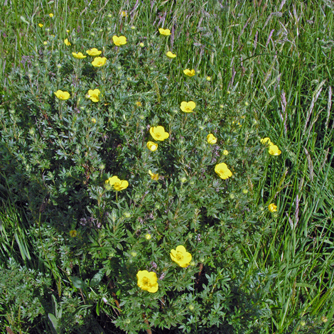 Potentilla fruticosa whole