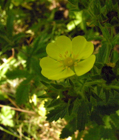 Potentilla intermedia