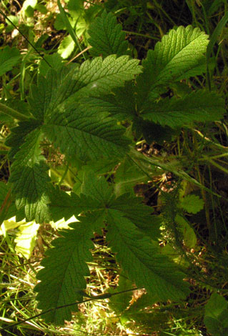 Potentilla intermedia leaves