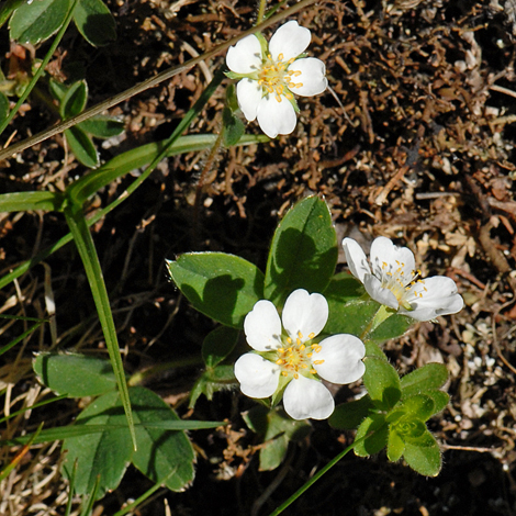 Potentilla montana close