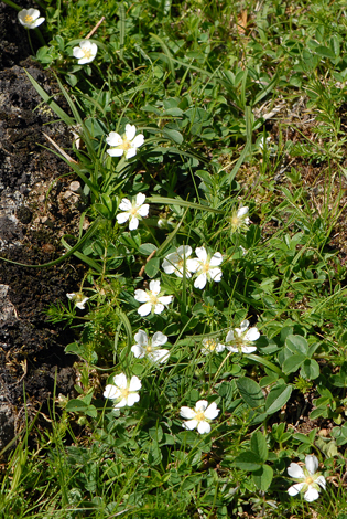 Potentilla montana whole