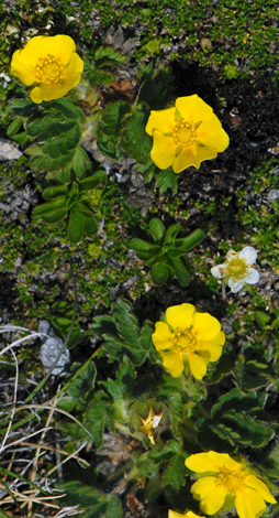 Potentilla nivea close