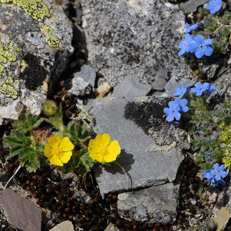 Potentilla nivea whole